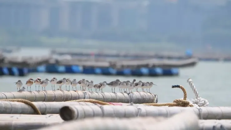 很有列隊禮儀的小鳥