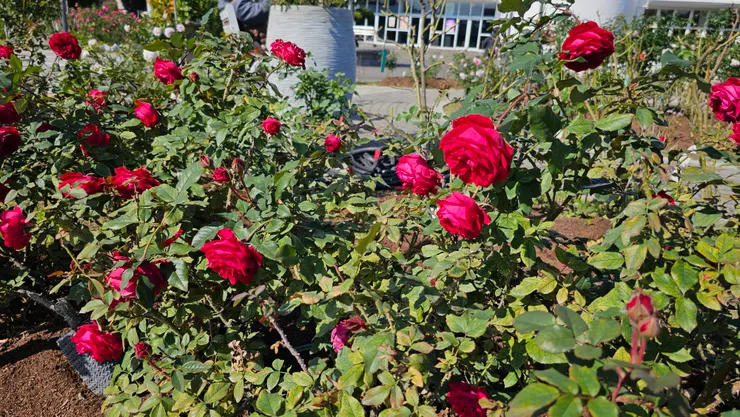 臺北玫瑰園可以找到許多品種的玫瑰花!