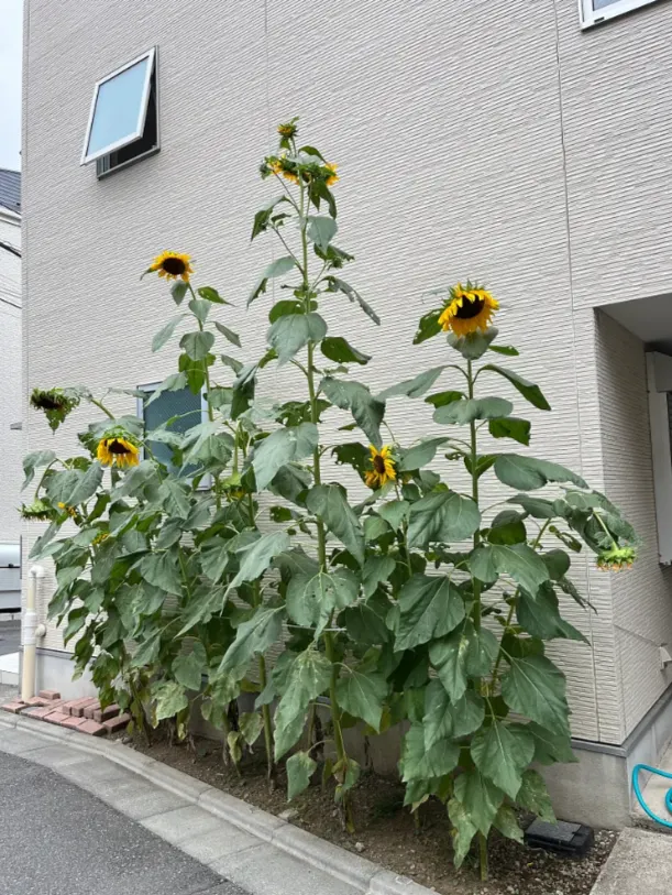 沿路經過一排比人還高大的向日葵