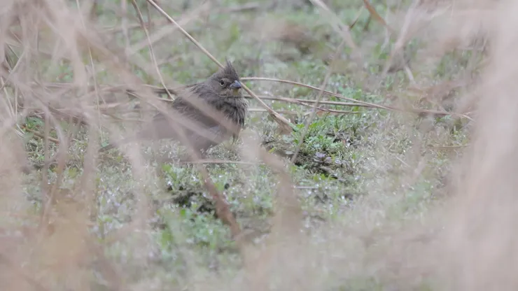 今次來的是小女孩