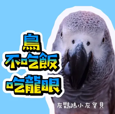 灰鸚鵡喊說：鳥不吃飯~吃龍眼