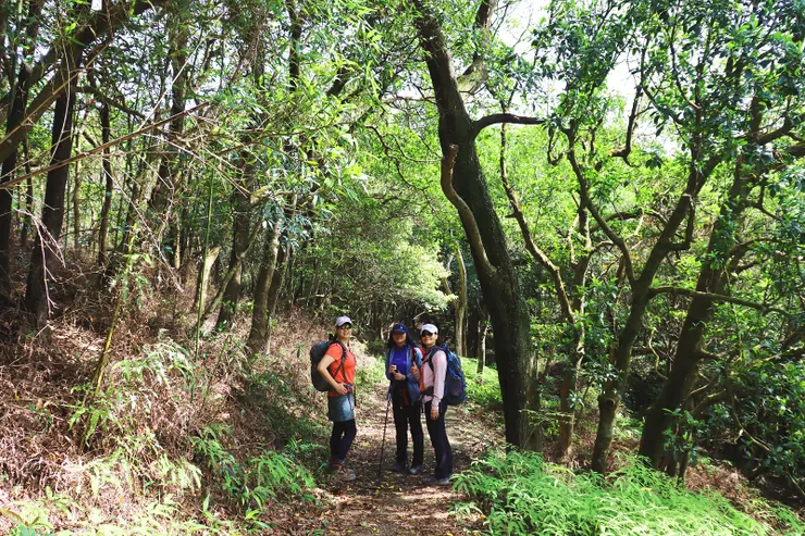▲一開始的路徑為水泥階梯步道，上稜線後則進入原始泥土步道，大部分在林間有遮蔭，惟途中會經過墓園。