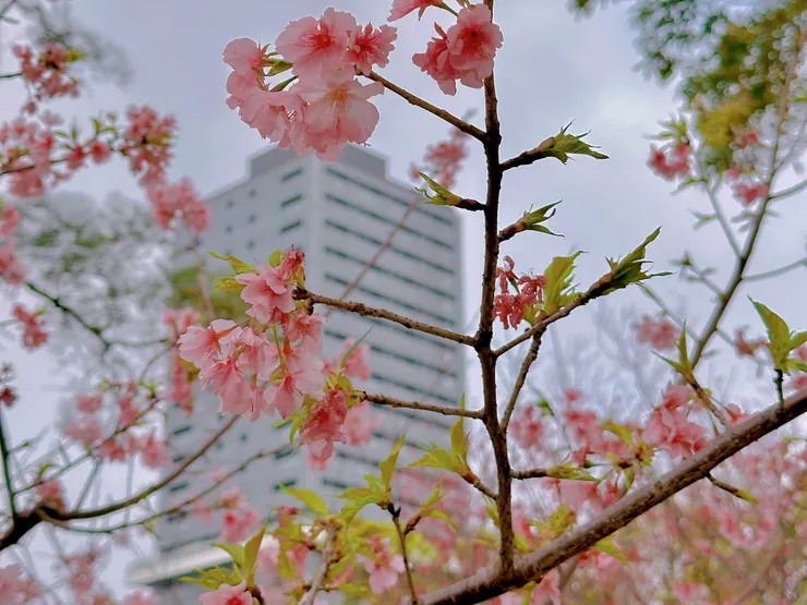 大家都喜歡拍這個視角，很有日本東京感