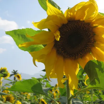 Naffi 那菲的沙龍