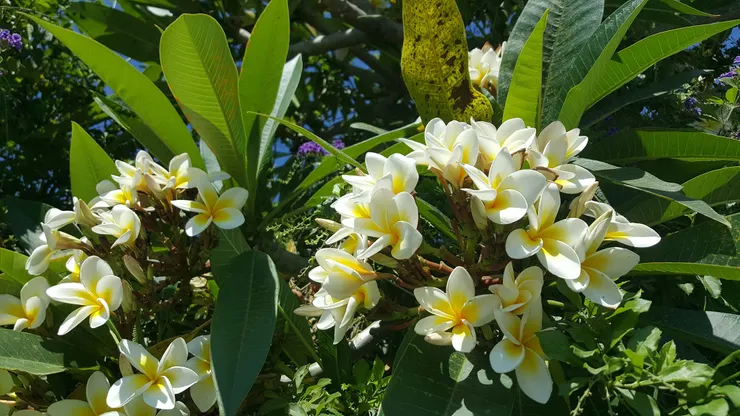 「青蔥大葉似枇杷,臃腫枝頭著白花。看到花心黃欲滴,家家一樹倚籬笆。」是清代文人郁永河在1700年來到台灣本土寫下的詩。雞蛋花,是他最初的台灣印象。