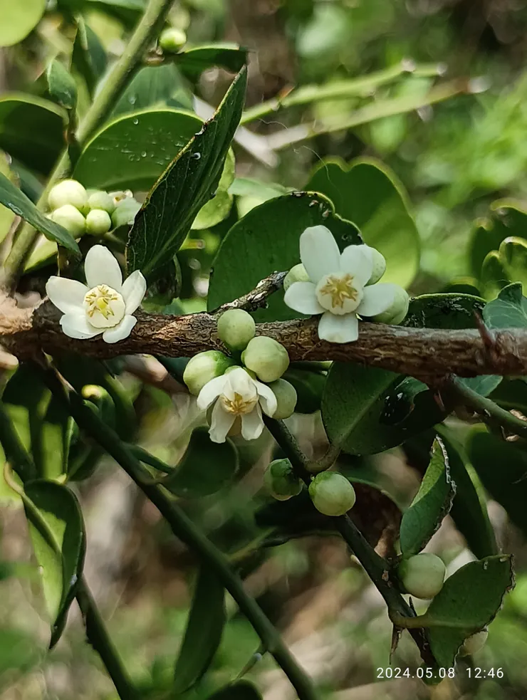 烏柑仔，自拍攝