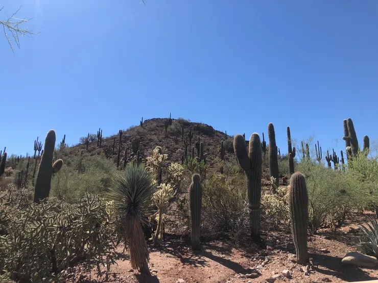 作者攝於 2022年10月｜Desert Botanical Garden的巨人柱群落與其他沙漠植物（原創作品，請勿擅自使用或轉載。）