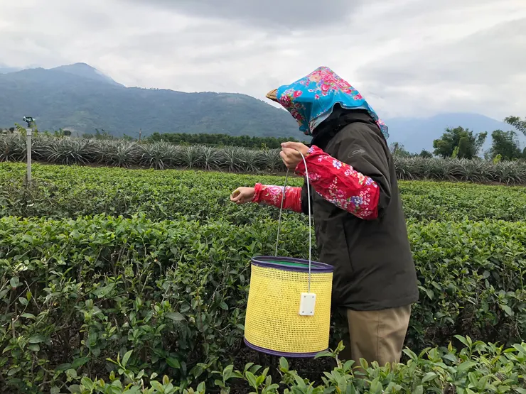 戴著斗笠袖套、體驗一下採茶姑娘的樂趣(?)