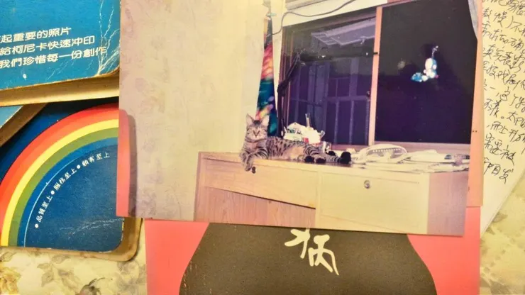 養的其中一隻貓