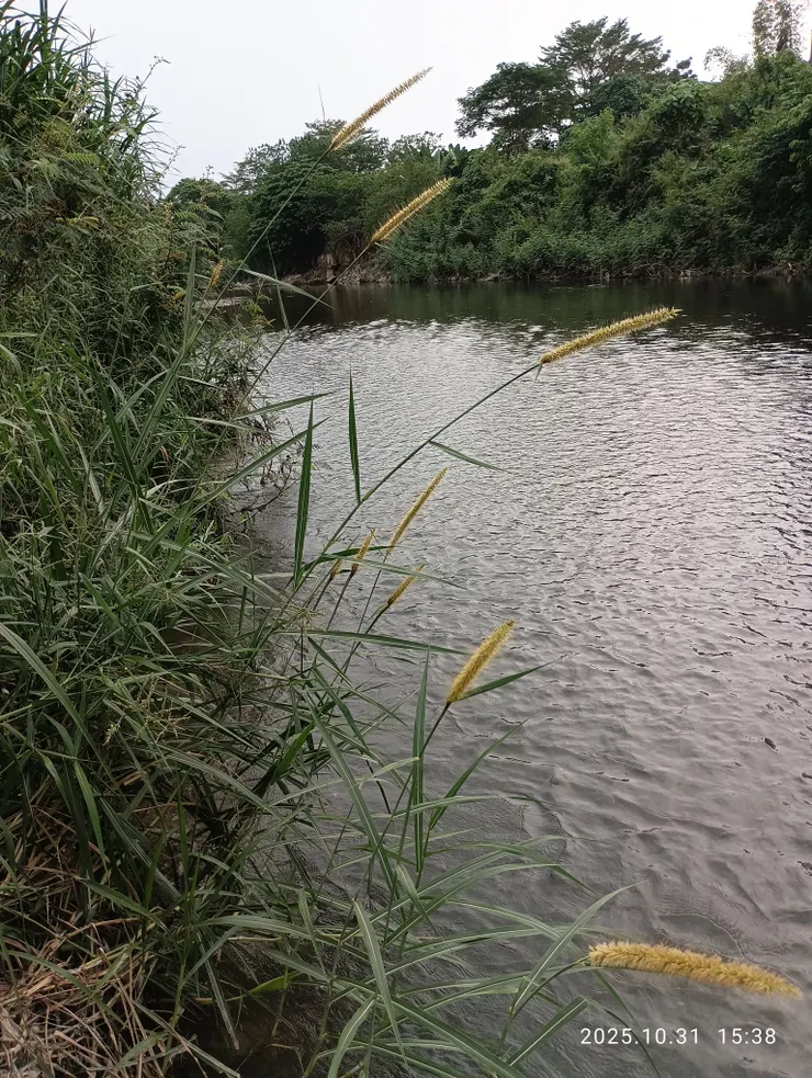 南國溪堤近日蘆葦花及羽絨狼尾草漫開遍，風一陣花草吟秋