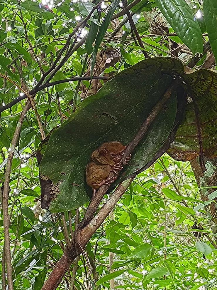 被打擾睡眠的不開心小眼鏡猴