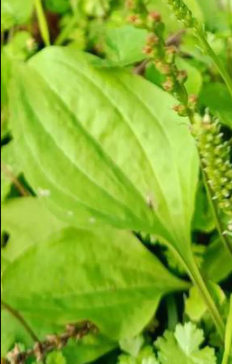 放射狀縱走的葉脈