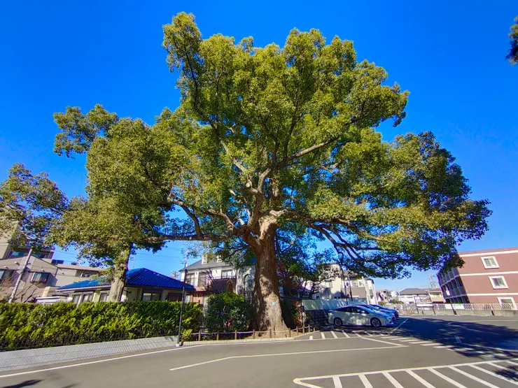 停車場另一側也有一棟極為壯觀的樹木