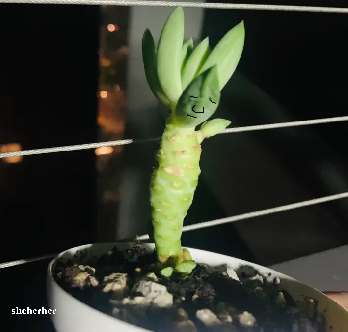 連自己皮膚都照顧不好了，還把多肉照顧到葉子拔光光，僅存的葉子還缺水到皺眉，真可憐～