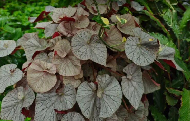 很多人覺得自己沒有種植天賦，真相是：你只是用錯了方法