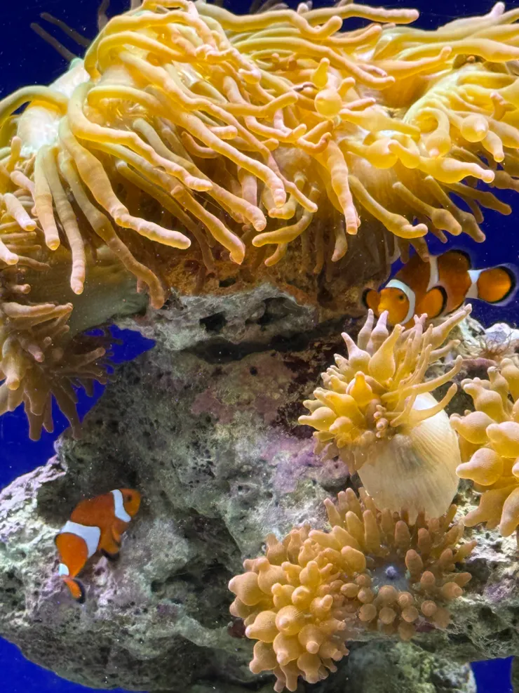 海葵與小丑魚是好搭檔