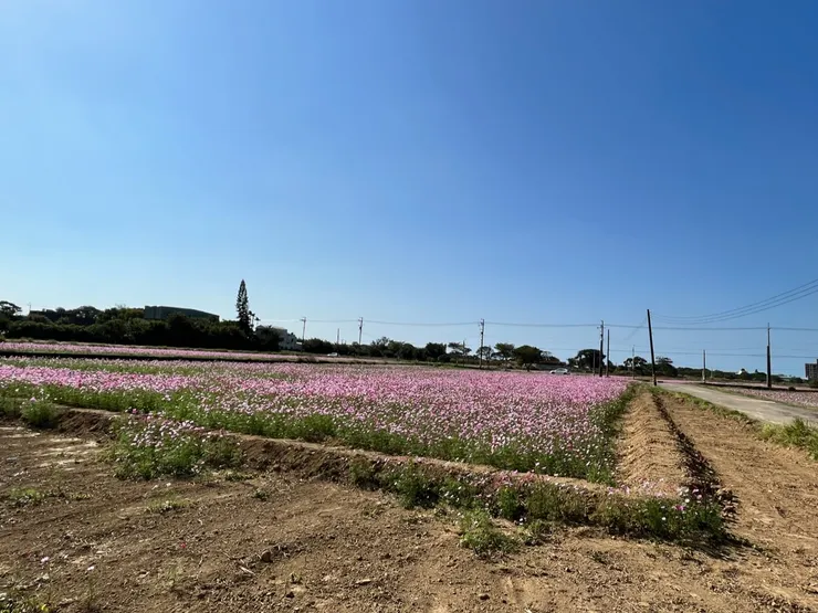 門口的稻田休耕期一片花海。