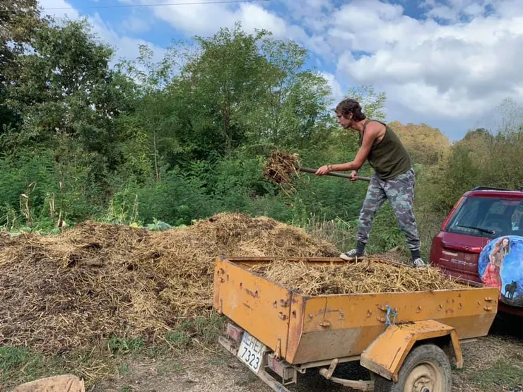 馬廄裡的乾草需要換新
