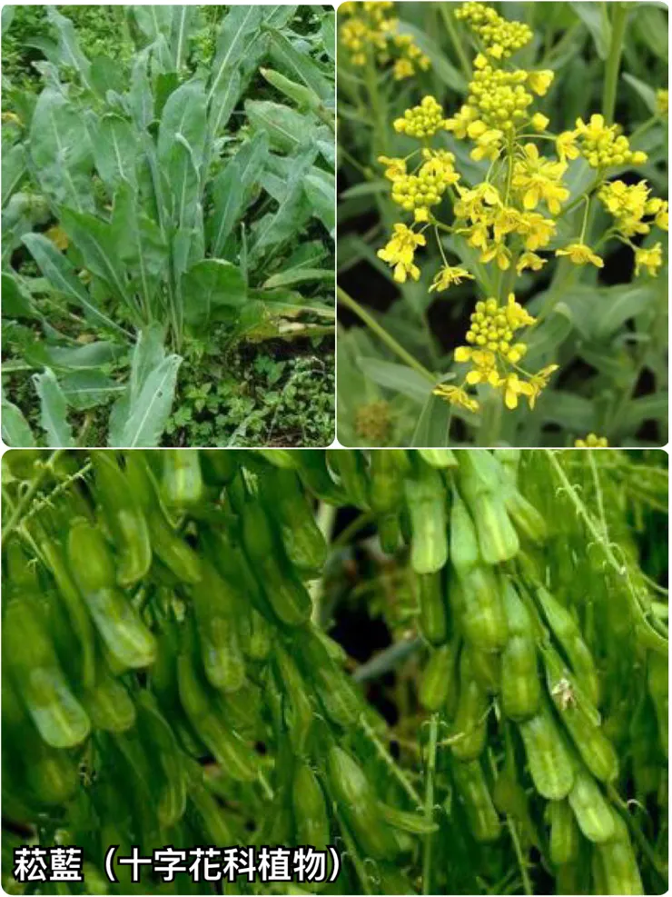 菘藍 葉、花、果實