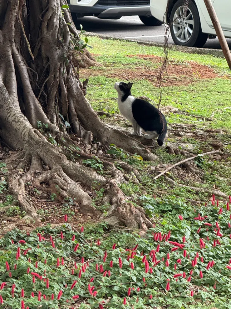 2026/02/11 貓一直看樹上