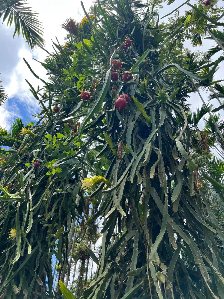 火龍果