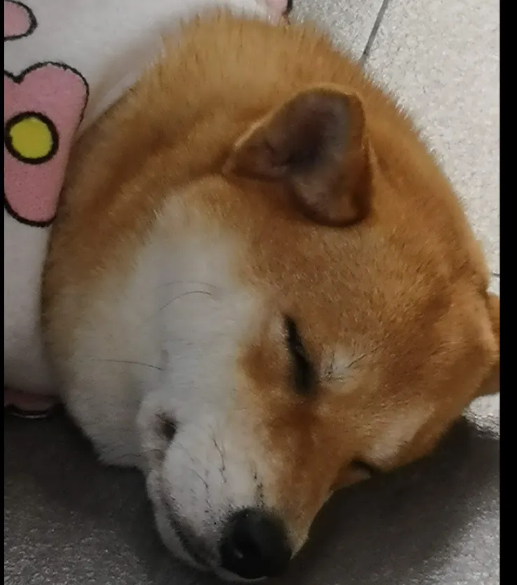 當身體機能退化，家就不該是障礙賽場，而應該是溫柔接住牠們的最後堡壘。