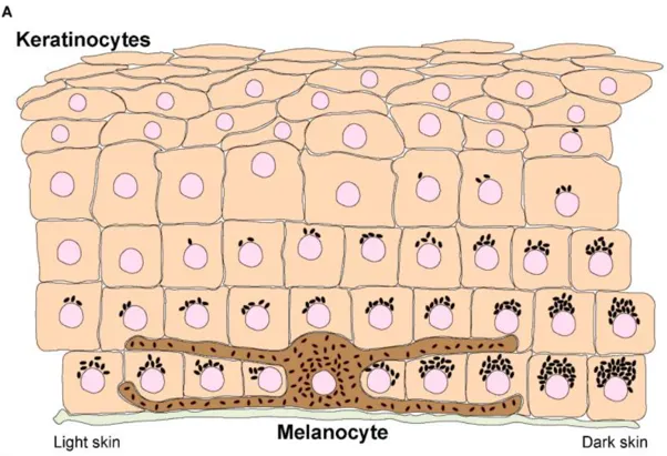 引用自"此研究"報告Figure 1