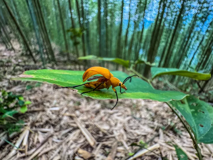 蘭花細頸金花蟲 (為了拍它又花了12分鐘😒)