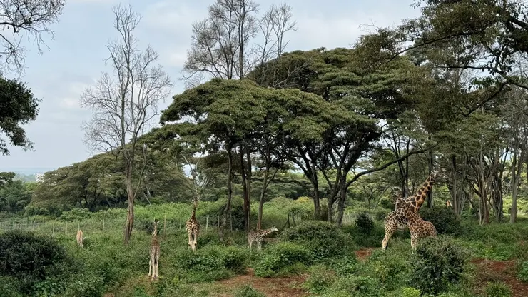 Q1: 數得出來有幾隻長頸鹿嗎? (答案最後揭曉)