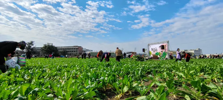 一家一個茄芷袋收穫晶瑩滿滿 回味兒時唱的歌喜聽童稚歡笑
