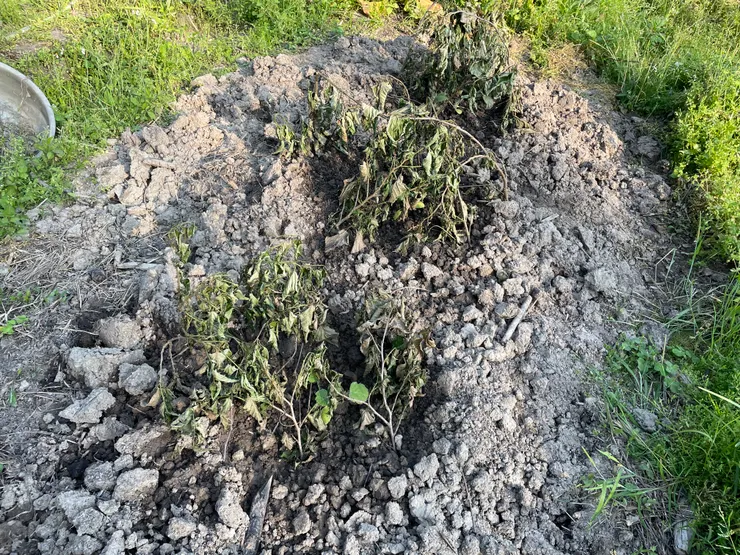 在幼苗旁比插一些枝葉，也可以遮擋過強的陽光