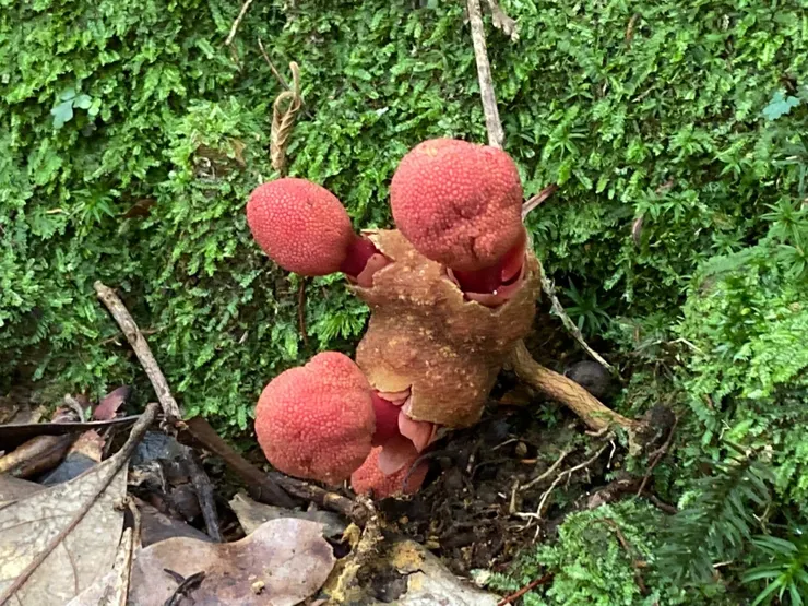 穗花蛇菰(雌)