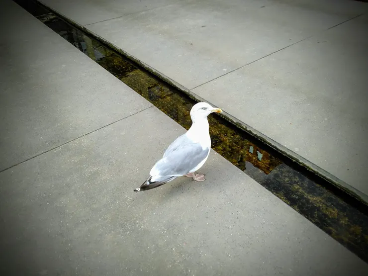 每天在學校門口都會撞見這些大膽的海鷗，還要小心不要踩到牠們