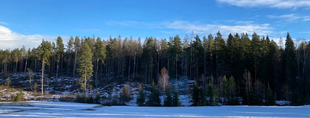 Kodama的瑞典沙龍