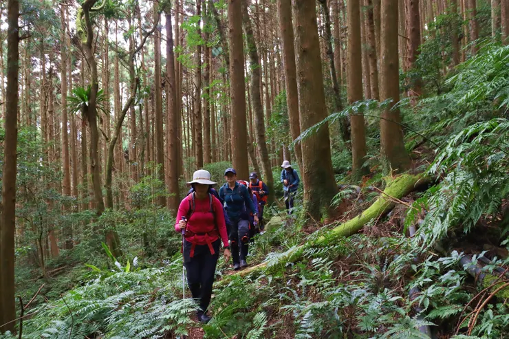前段步道為高聳入天的人造林, 走起來非常舒適。