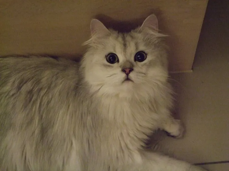 這是蒼太小時候的照片，毛色帶灰，不管幾歲都像小孩一樣充滿好奇心