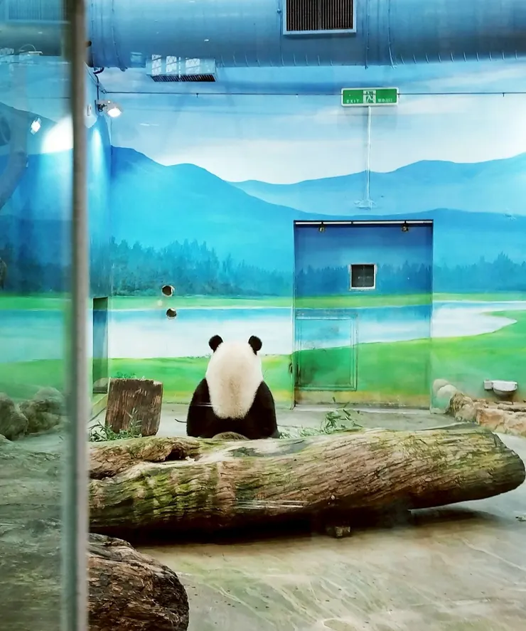 大貓熊 --- 可惜大貓熊一直背對著人們~~