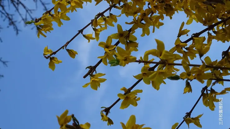 三月校園裡開的連翹