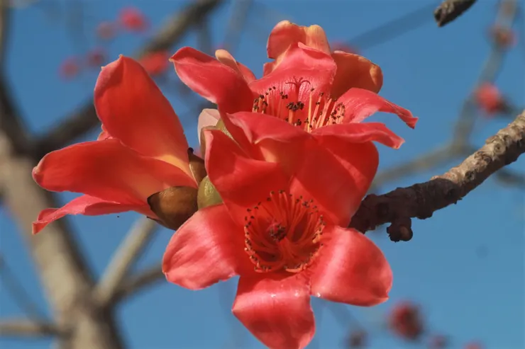熾烈昂揚、充滿激情色彩的花朵,有著「英雄花」之稱的木棉花