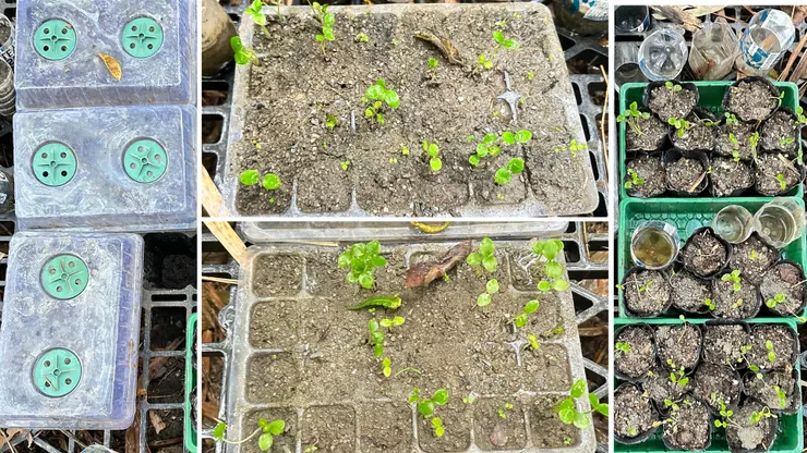 茄苳幼苗在育盆中發芽，芽尖含著露珠。移入大容器的茄苳幼苗，根系發展穩定，葉色轉深。