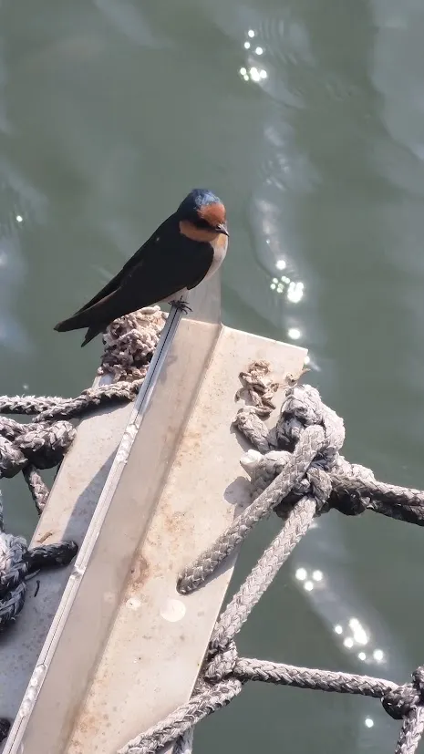 在拍湖面的時候，我還假裝很開心的po了限動。這隻鳥應該是喜鵲吧？