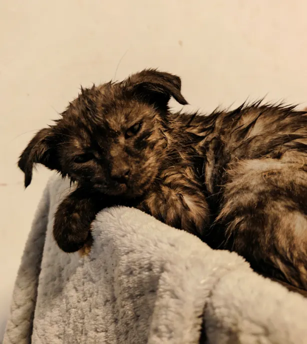 流浪貓沒有穩定食物和安全環境，易因飢餓、疾病、意外（車禍、打架）提前死亡，平均壽命僅3-5歲