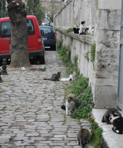 伊斯坦堡街邊的貓貓