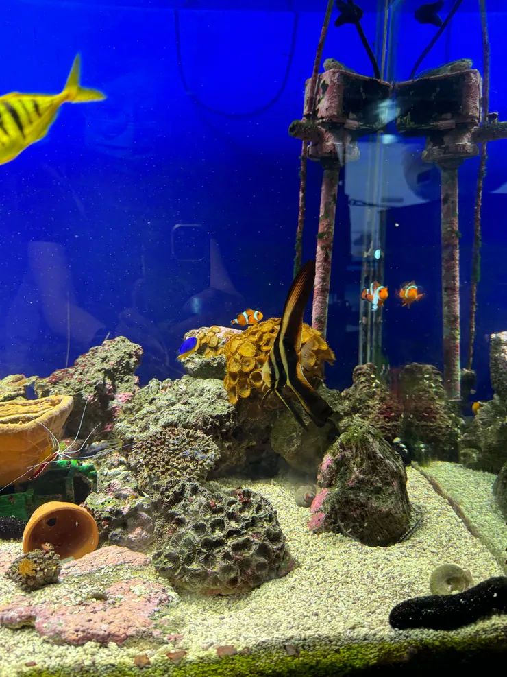 海生館的館魚依燕魚(富貴魚)身上的川字斑紋象徵海納百川的精神