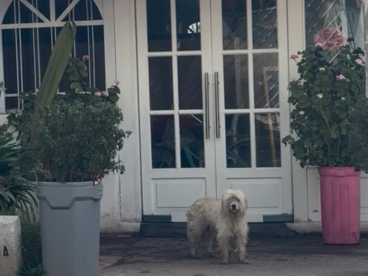 等大使來開門時，一直看到大使館旁餐廳的可愛狗狗