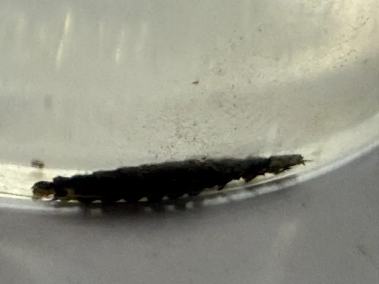 2026/04/25 水裡的小螢火蟲