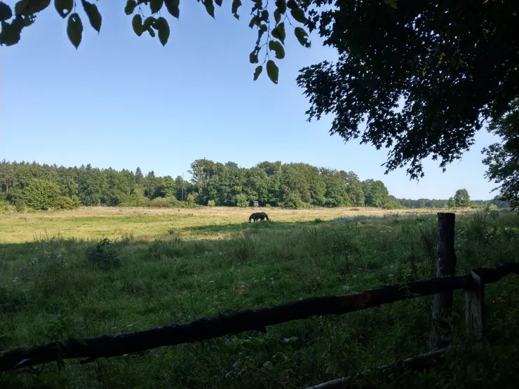啤酒花園旁的馬場