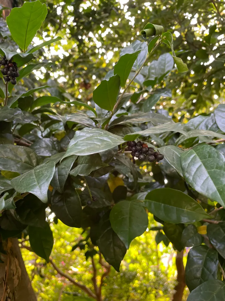 大葉山欖/果實可以吃,耐旱耐鹽分