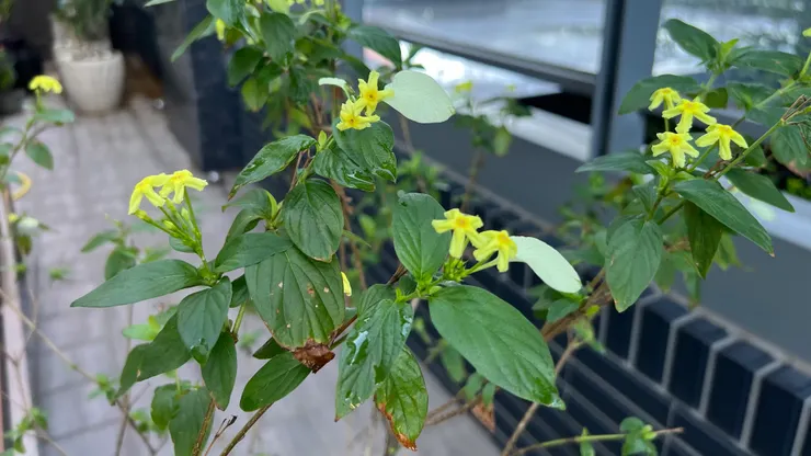 圖片來源：脆，🔗連結到🔗石頭哥提供