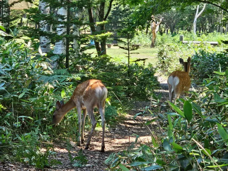 一隻覓食 另一隻警戒中